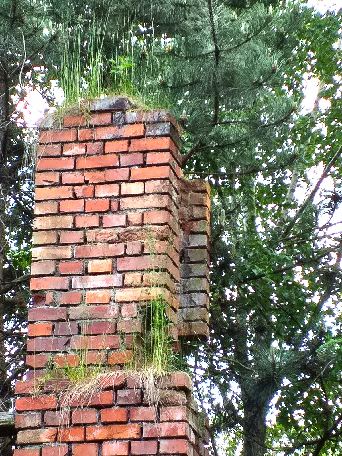 fajna trawka na slupie mimo trudmosci cieszy sie swoim zyciem a